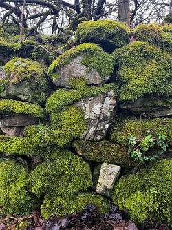 mossy rocks
