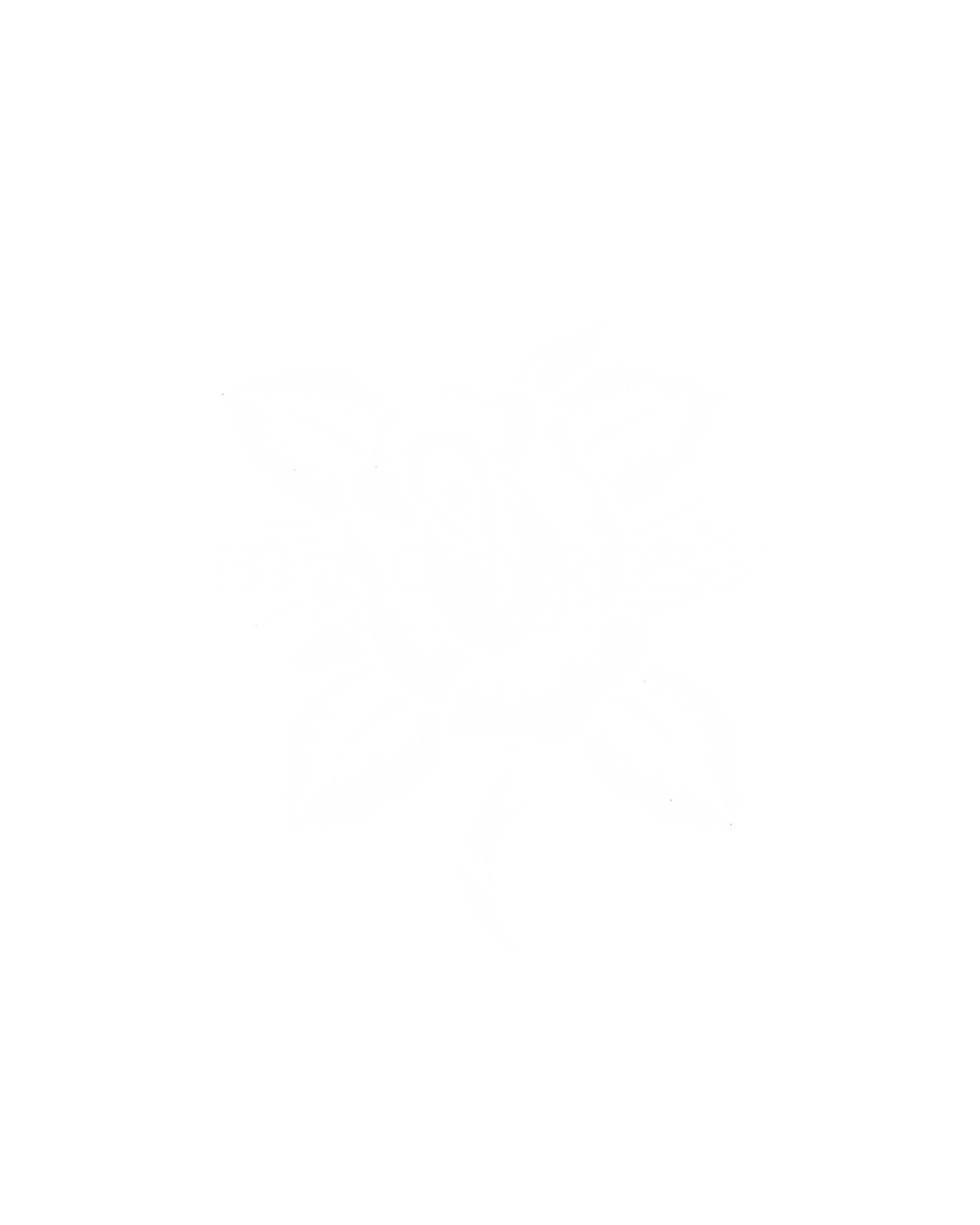 introducing black rose collective: an agency built with the scene at the centre.