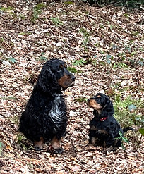 Englisch Cocker Spaniel