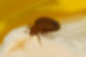 bedbug.jpg