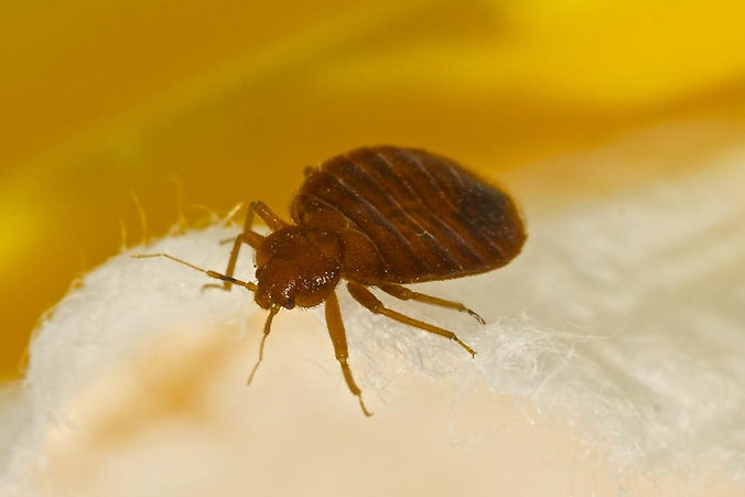 bedbug.jpg