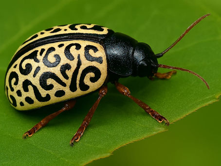 Besouro Calligrapha: Uma Surpreendente Inspiração para Caligrafia