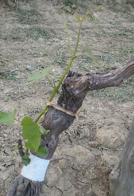 shoot, graft, top-graft, grafting