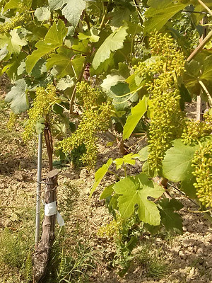 vite, vigna, innesto, sovrainnesto, secondo anno, innesto, sovrainnesti, innesti