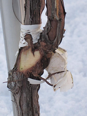 vite, vin, integrità innesti, innesto, innesti, sovrainnesto, sovrainnesti, bio-service