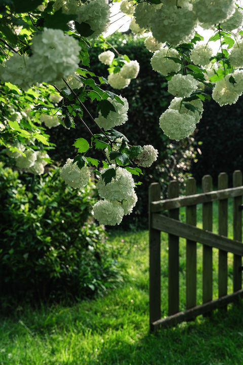 Arbre boule de neige en fleurs