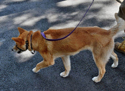 When should I desex, spay or neuter my dog? What does desexing a dog mean? 