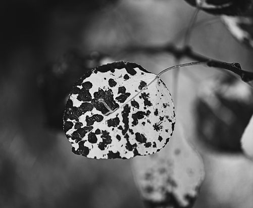 DSC_9114.JPG