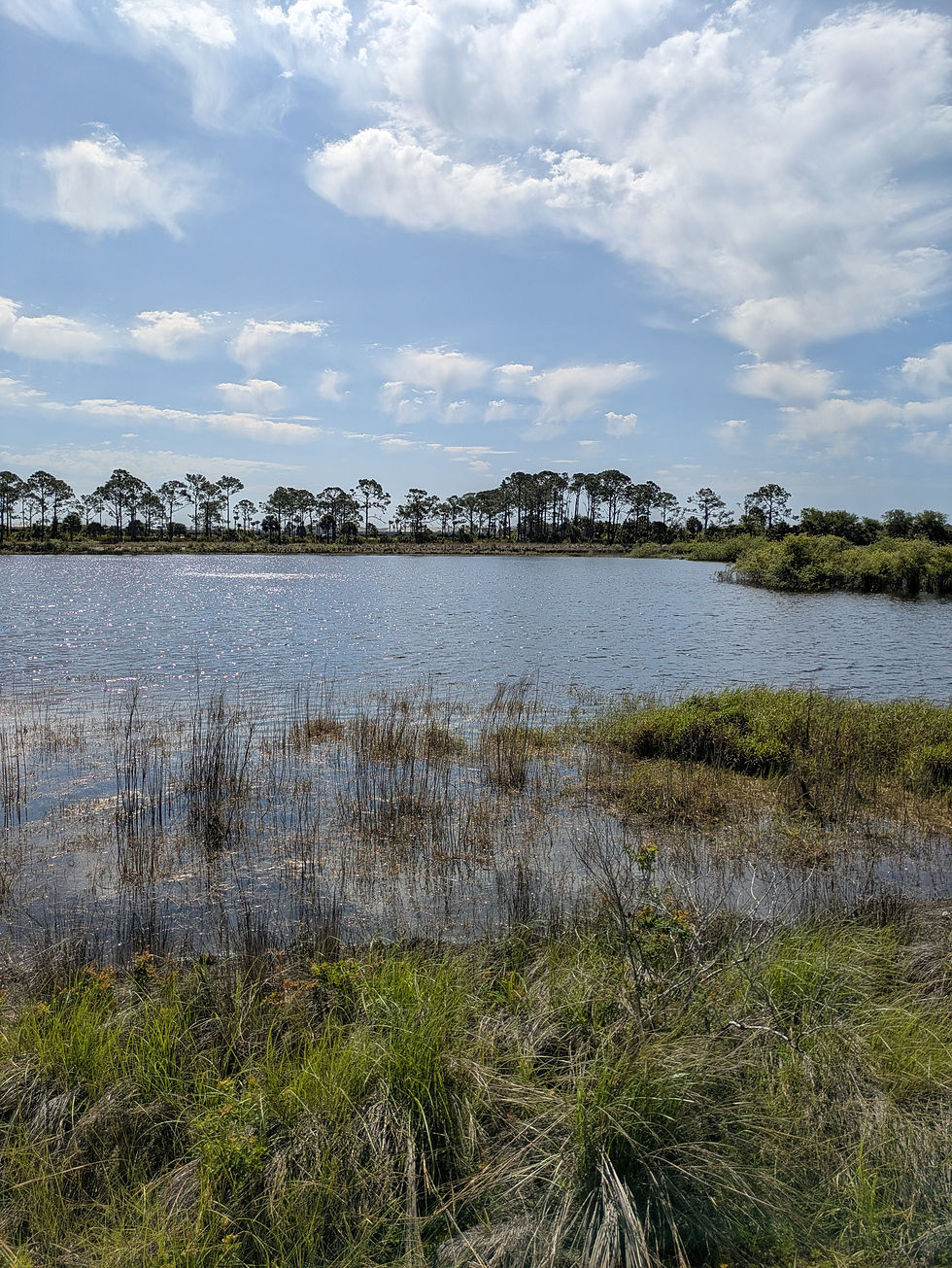 Big Lake in Oscar Scherer State Park