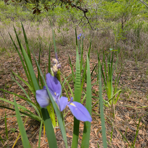 purple iris under an oak tree