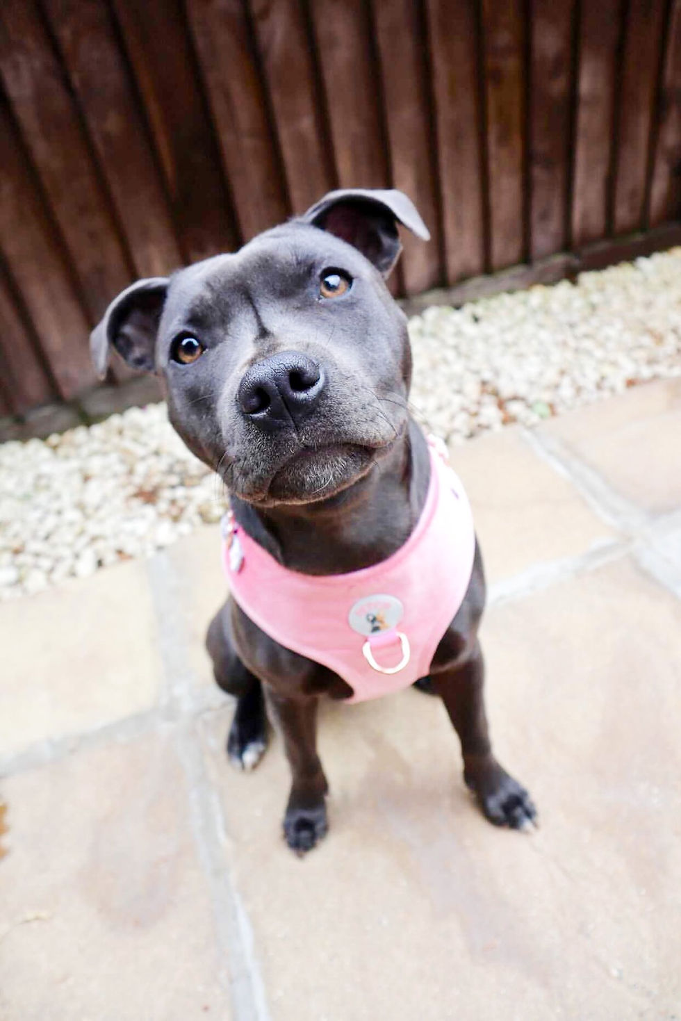 Thumbnail: The Regina G - Luxury Velvet Dog Harness