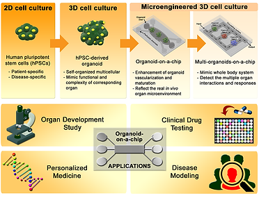 Organoid.tif