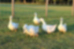 Roundoak Farm