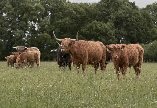 Highland Cows