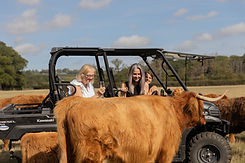 Meet a highland Cow .jpg