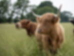 Highland Cow - Roundoak Farm