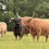Thumbnail: Voucher - Highland Cow Experience for a family up to 5 people