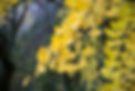 Bright yellow color leaves on ginkgo tre