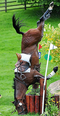 Equine physiotherapy North Yorkshire