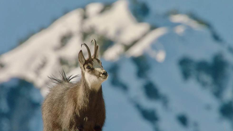 Winter in the Alpine region - from 8 years