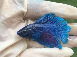 3D printed fish model