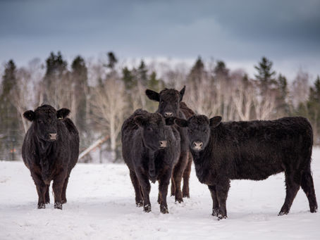 Extension Education #1 | February 2024