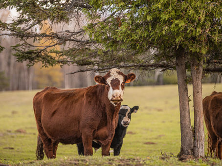 Veterinarian View | October 2026