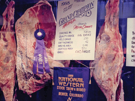 Chianina in the U.S., Part 3 | September 2023