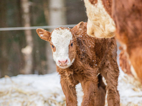 Veterinarian View | February 2024