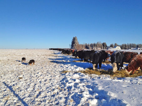 Seeds in Season | February 2026