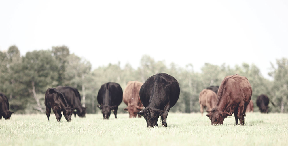 Dlcc Ranch Finding Their Niche | April 2023