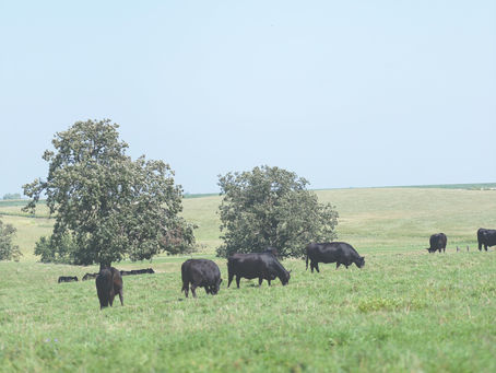 Hooked on Angus | February 2023