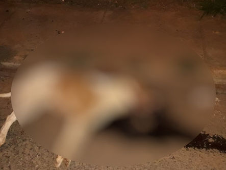 Homem é preso suspeito de decepar pescoço de pitbull em Goianésia