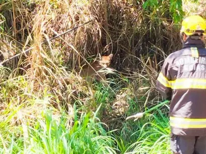 Bombeiros resgatam onça atropelada em rodovia de Goiás. 