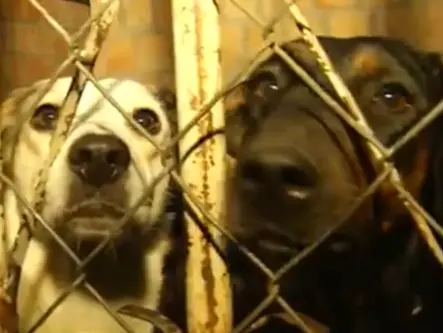 Mais de 350 animais são resgatados em uma casa em Valparaíso de Goiás