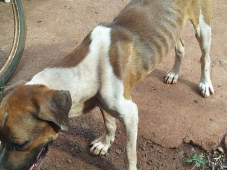 Em Goiás: cachorro é maltratado e morre após ficar sem água e comida