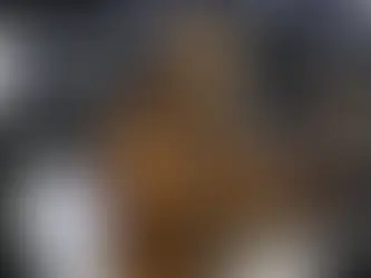 A um mês da COP30, Marina defende fundo para florestas tropicais