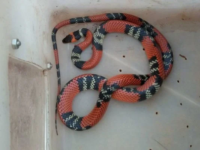 Oitava serpente é resgatada pelo Batalhão Ambiental da PMDF em 9 dias