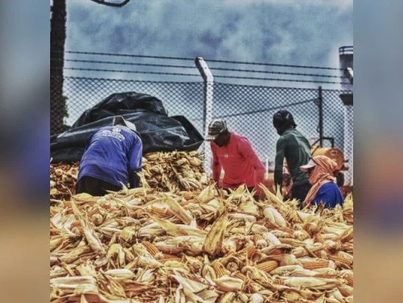 Em Goiás: operação resgata 116 pessoas em trabalho análogo à escravidão