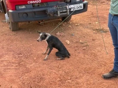 Em Goiás: Cão com leishmaniose levado para eutanásia é achado vivo em lixão, diz dona