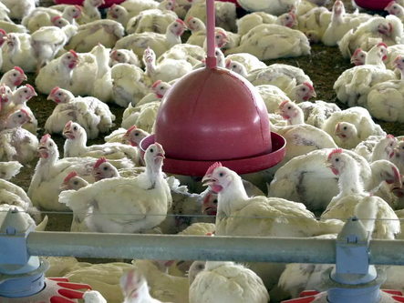 Agricultura pede esclarecimentos às Filipinas sobre suspensão de compra de frango