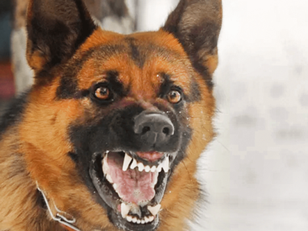 Proprietário de pastor alemão é sentenciado por ataque a cão do vizinho no DF.