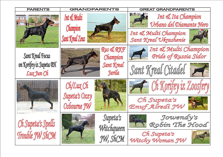 Izzypup pedigree 2 (inside).jpg
