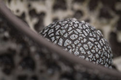 Glaze Effects - 3 of 25