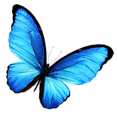 Butterfly2.png