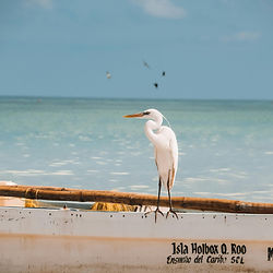 Garza blanca en holbox