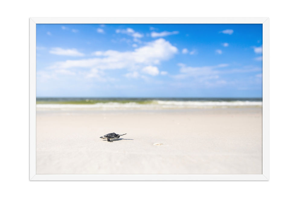 Thumbnail: Green Sea Turtle, 20x30 White Frame