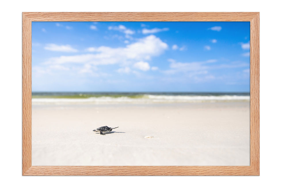 Thumbnail: Green Sea Turtle, 12x18 Oak Frame