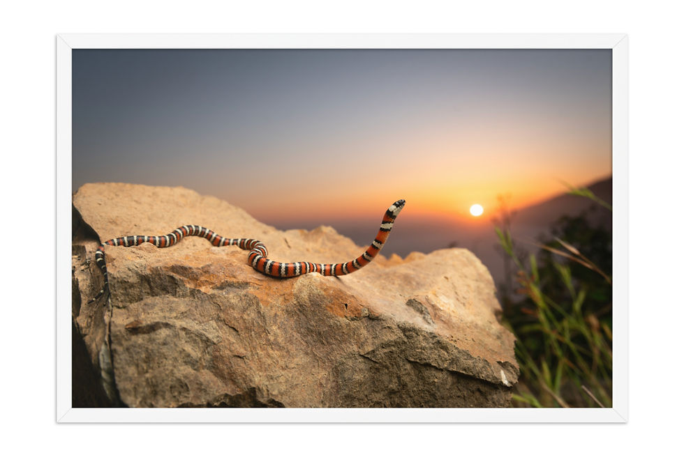 Thumbnail: Zonata Sunset
