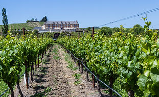 Vineyard Properties In Paso Robles